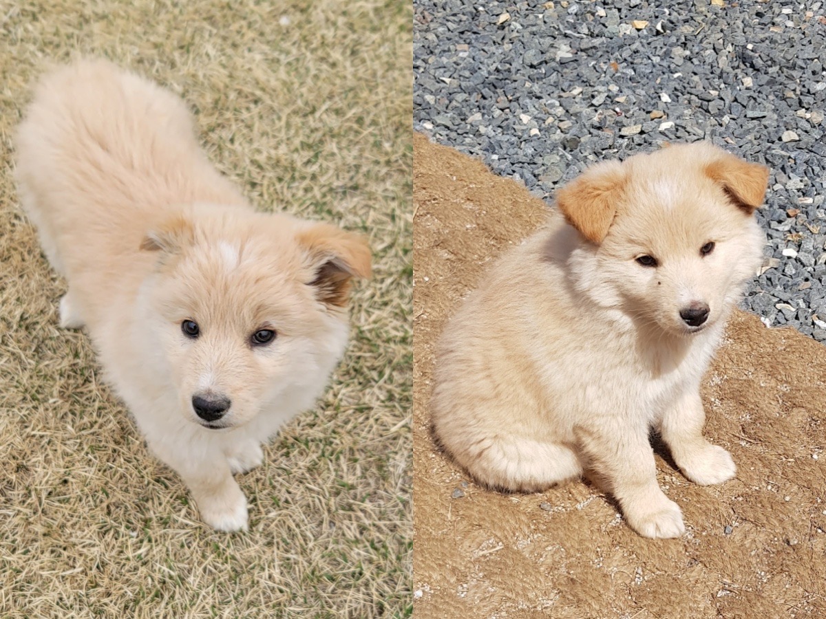 경주동물사랑보호센터_447505202300279